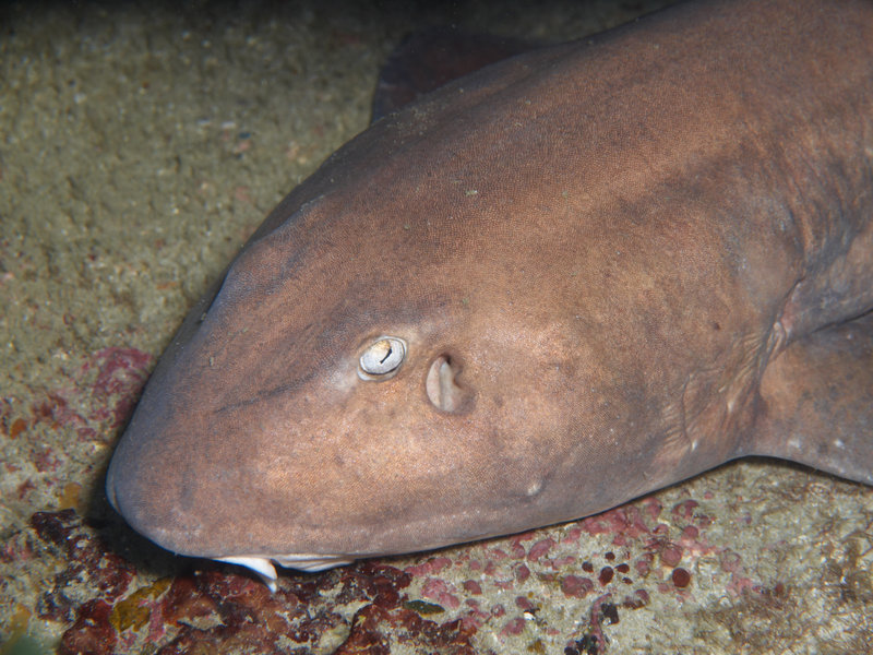 Bamboo Shark
